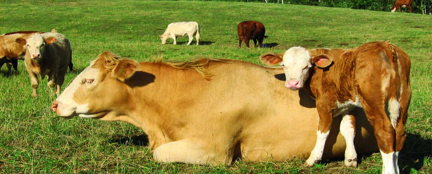boeufs ferme