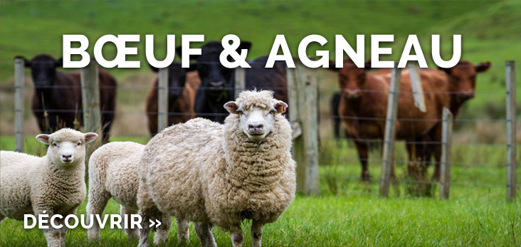 decouvrir boeuf agneau